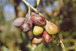 "le olive alla raccolta"